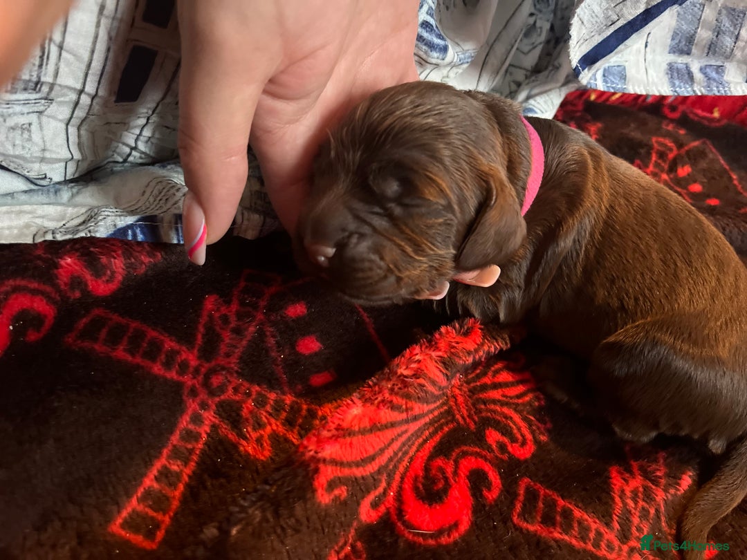 Cocker Spaniel dogs for sale: Cocker spaniels 🐶  - Advert 32