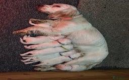 Cocker Spaniel dogs for sale: Cocker Spaniel Puppies (White/White & Gold) - Image 12