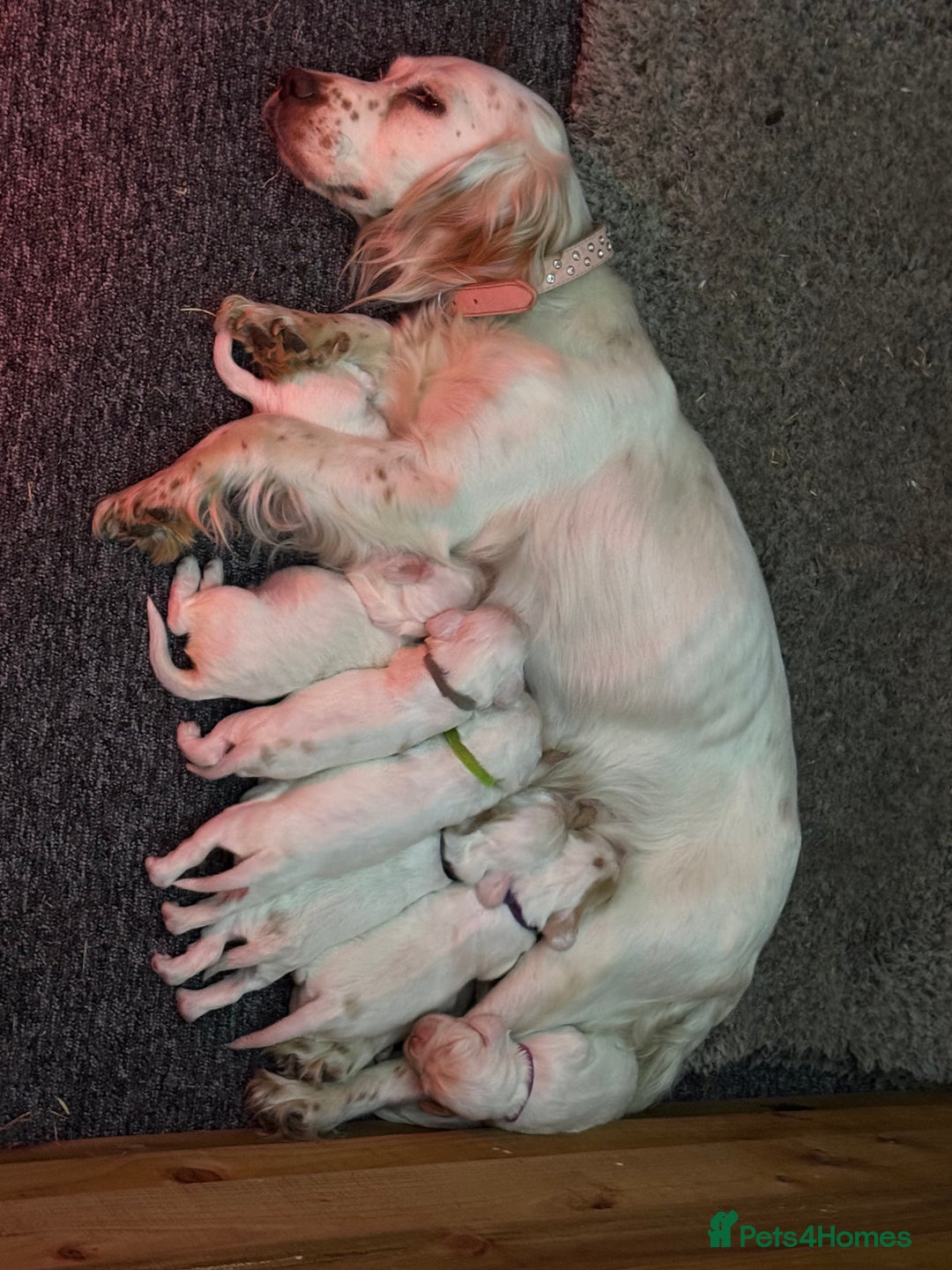 Cocker Spaniel dogs for sale: Cocker Spaniel Puppies (White/White & Gold) - Image 12