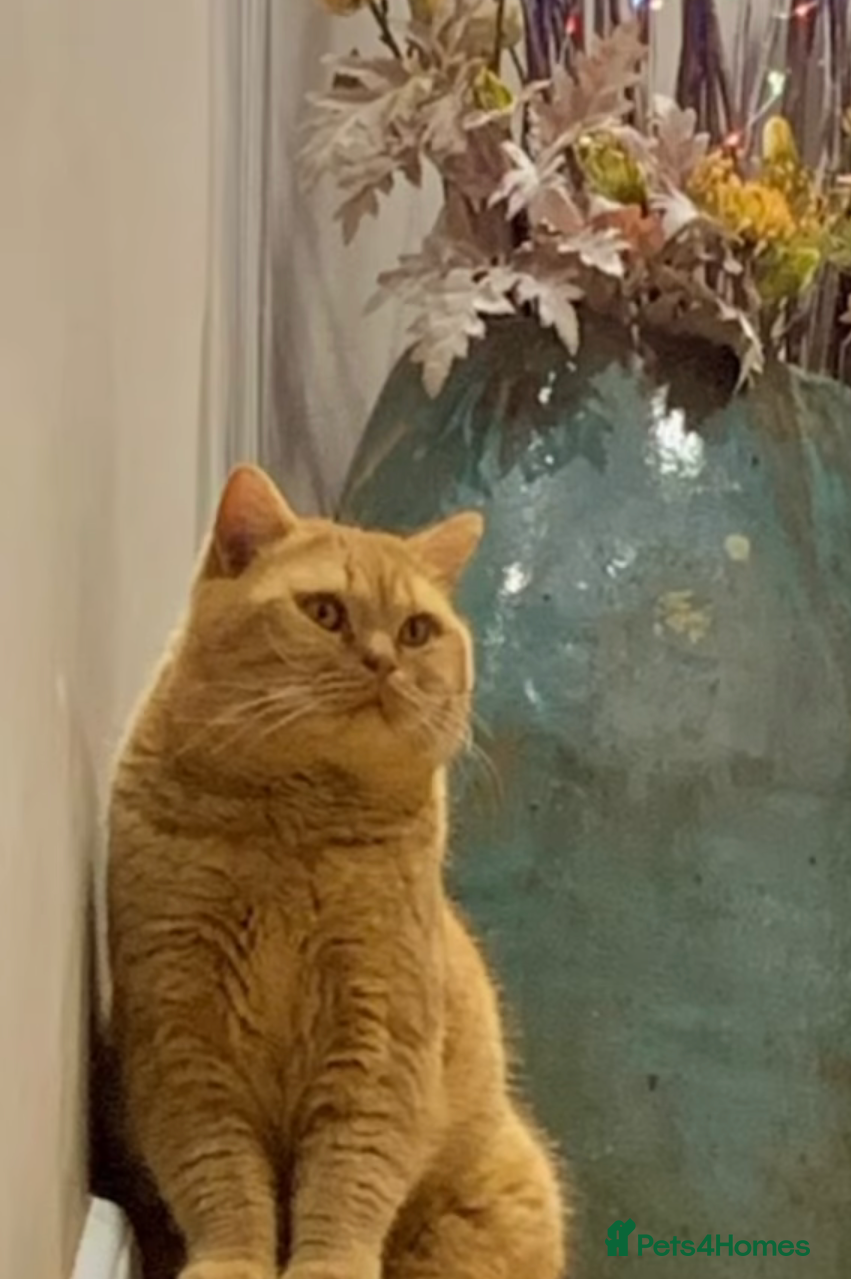 British Shorthair cats 🐯 European Import Champion Red BSH Boy ,BG-B😺 - Advert 10