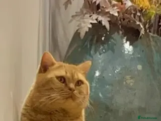 British Shorthair cats 🐯 European Import Champion Red BSH Boy ,BG-B😺 - Advert 10