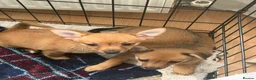 Mixed Breed dogs for sale: One boy one girl - Advert 3