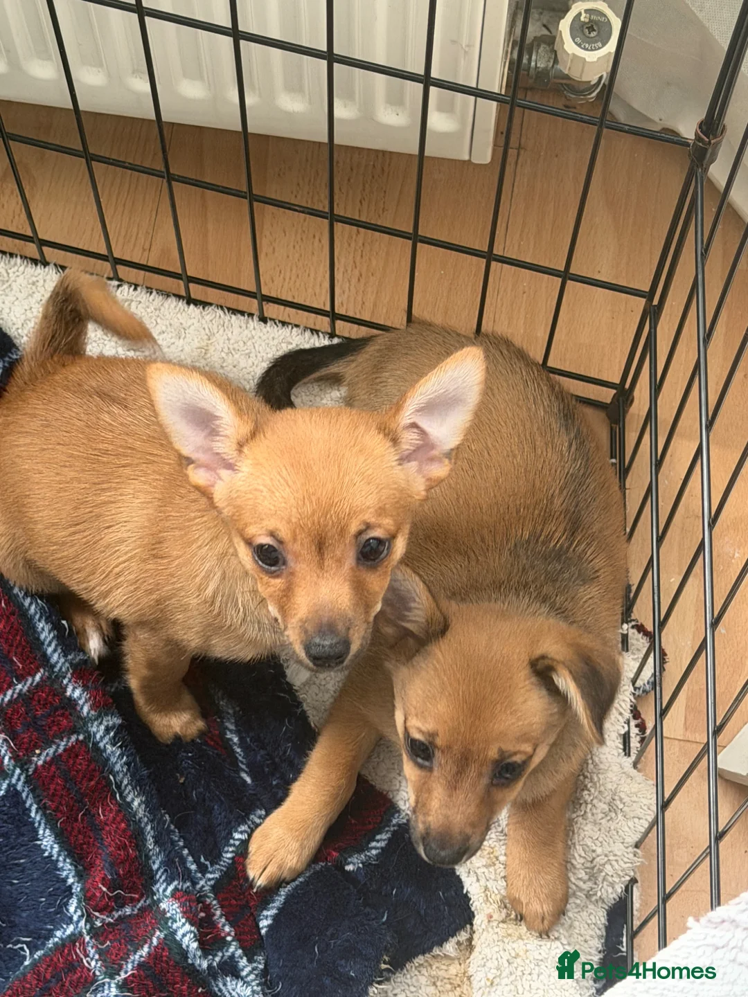 Mixed Breed dogs for sale: One boy one girl - Advert 3