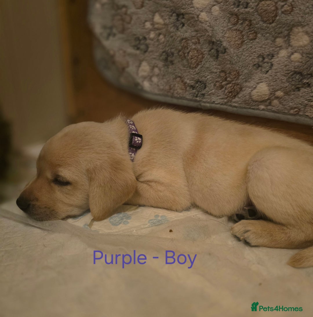 Labrador Retriever dogs for sale: Yellow and Black Labrador Puppies - Advert 8