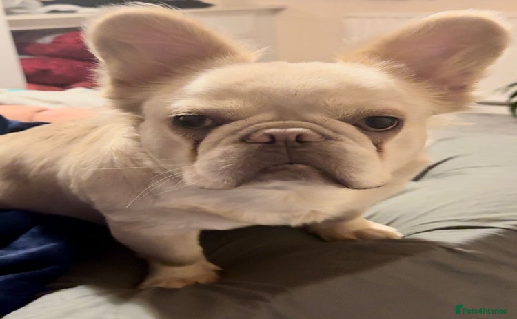 French Bulldog dogs - Advert 1