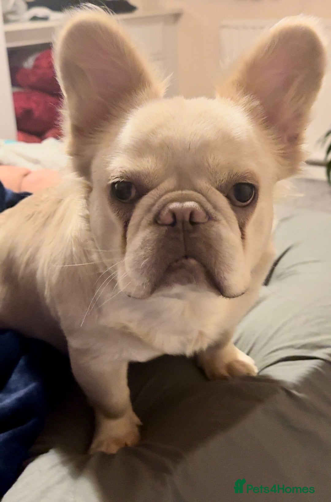 French Bulldog dogs for sale: BEAUTIFUL FLUFFY FRENCHIE GIRL ❤️ - Image 1
