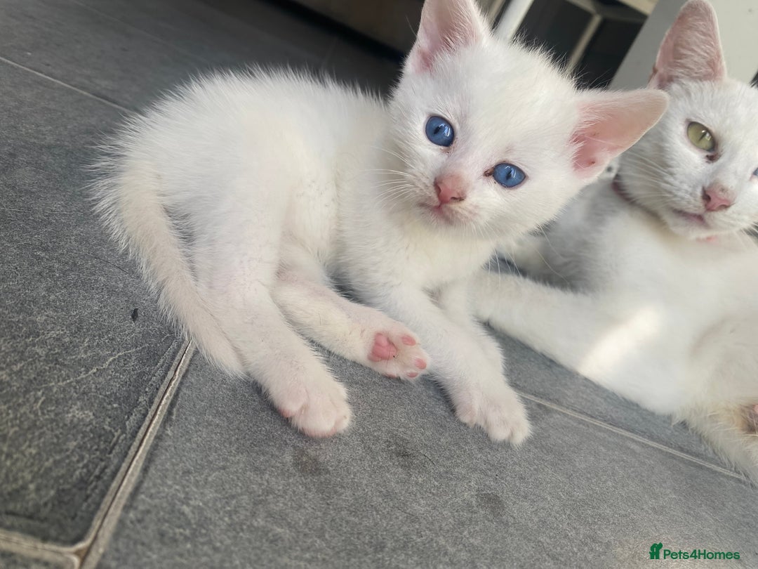 Domestic Shorthair cats for sale: 2 blue eyed Girls  - Image 7