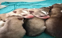 Siberian Husky dogs for sale: SIBERIAN HUSKY for sale ready to go 15th november - Image 2