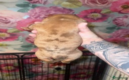 American Bully dogs for sale: American Bully Pups - Image 16