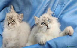 Siberian cats for sale: GCCF Registered Pure Siberian kittens For Sale.   - Image 17