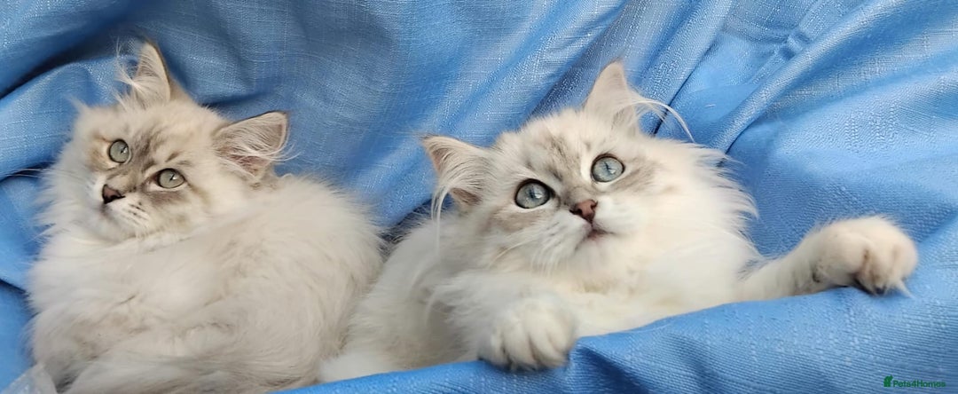 Siberian cats for sale: GCCF Registered Pure Siberian kittens For Sale.   - Image 17
