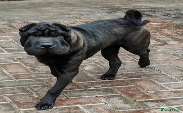 Shar Pei dogs - Advert 1