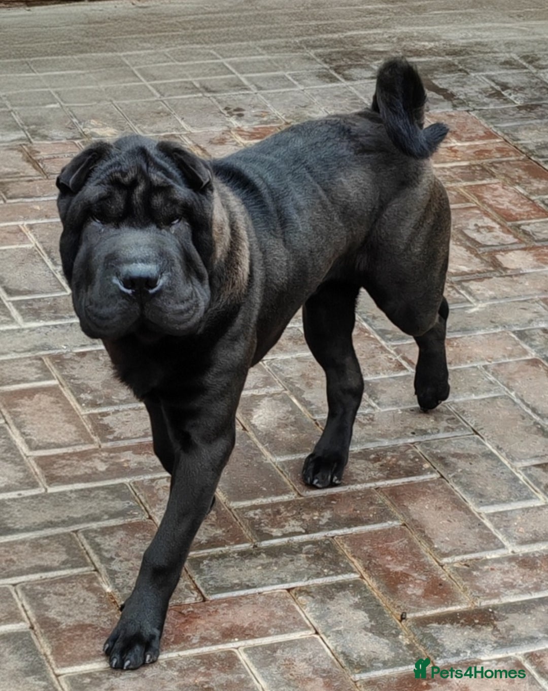 Shar Pei dogs for sale: James, male sharpei, looking for his forever home  - Image 1