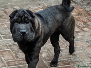 Shar Pei dogs - Advert 2