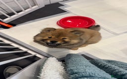 Chow Chow dogs for sale: Chow Puppies looking for new home - Image 10