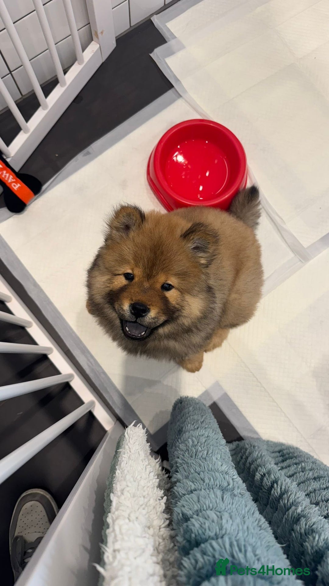 Chow Chow dogs for sale: Chow Puppies looking for new home - Image 10