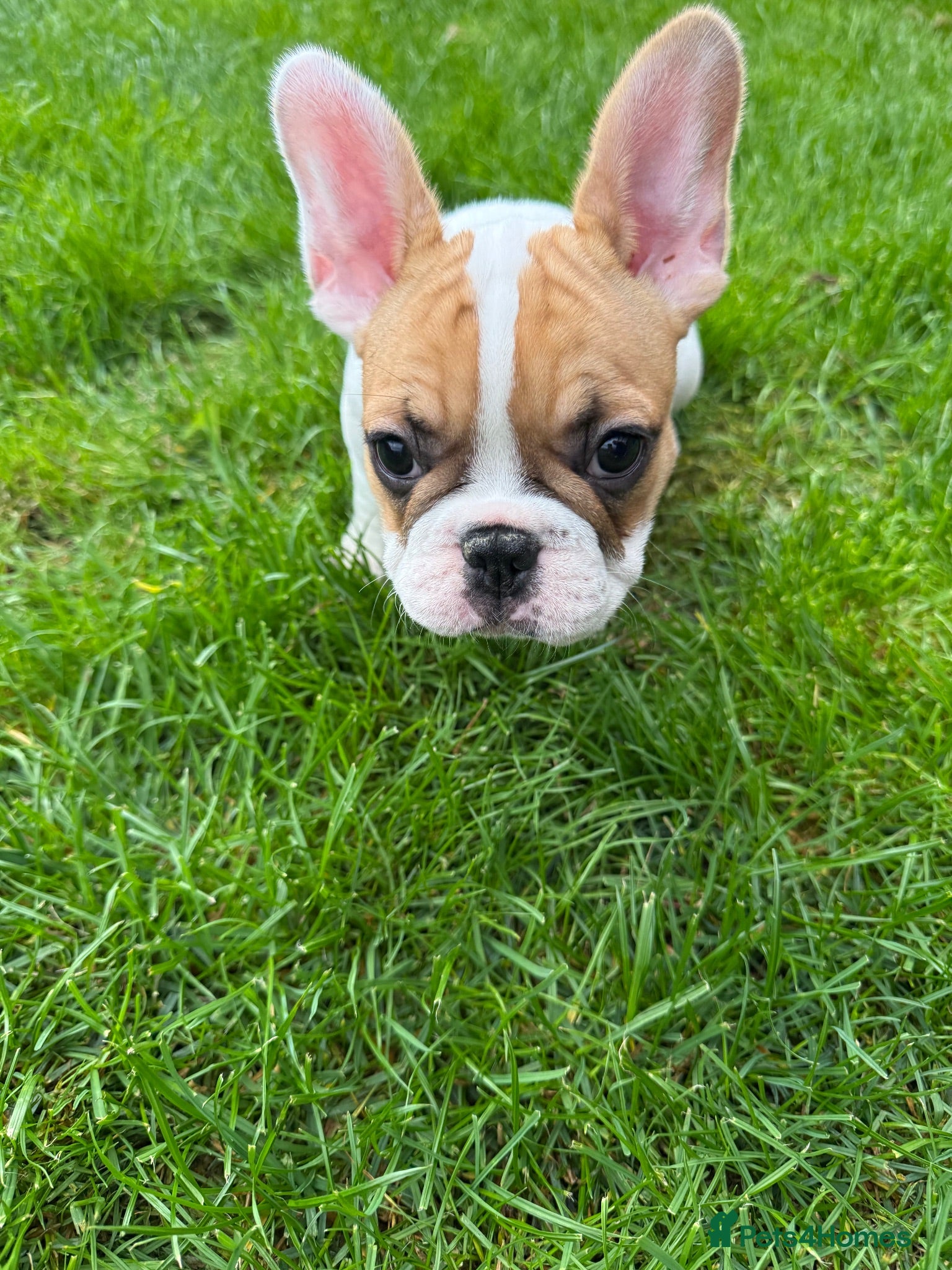 French Bulldog dogs Last 3 Girls left! Ready to leave!  - Advert 3