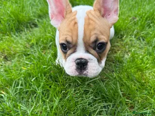 French Bulldog dogs Last 3 Girls left! Ready to leave! - Advert 3