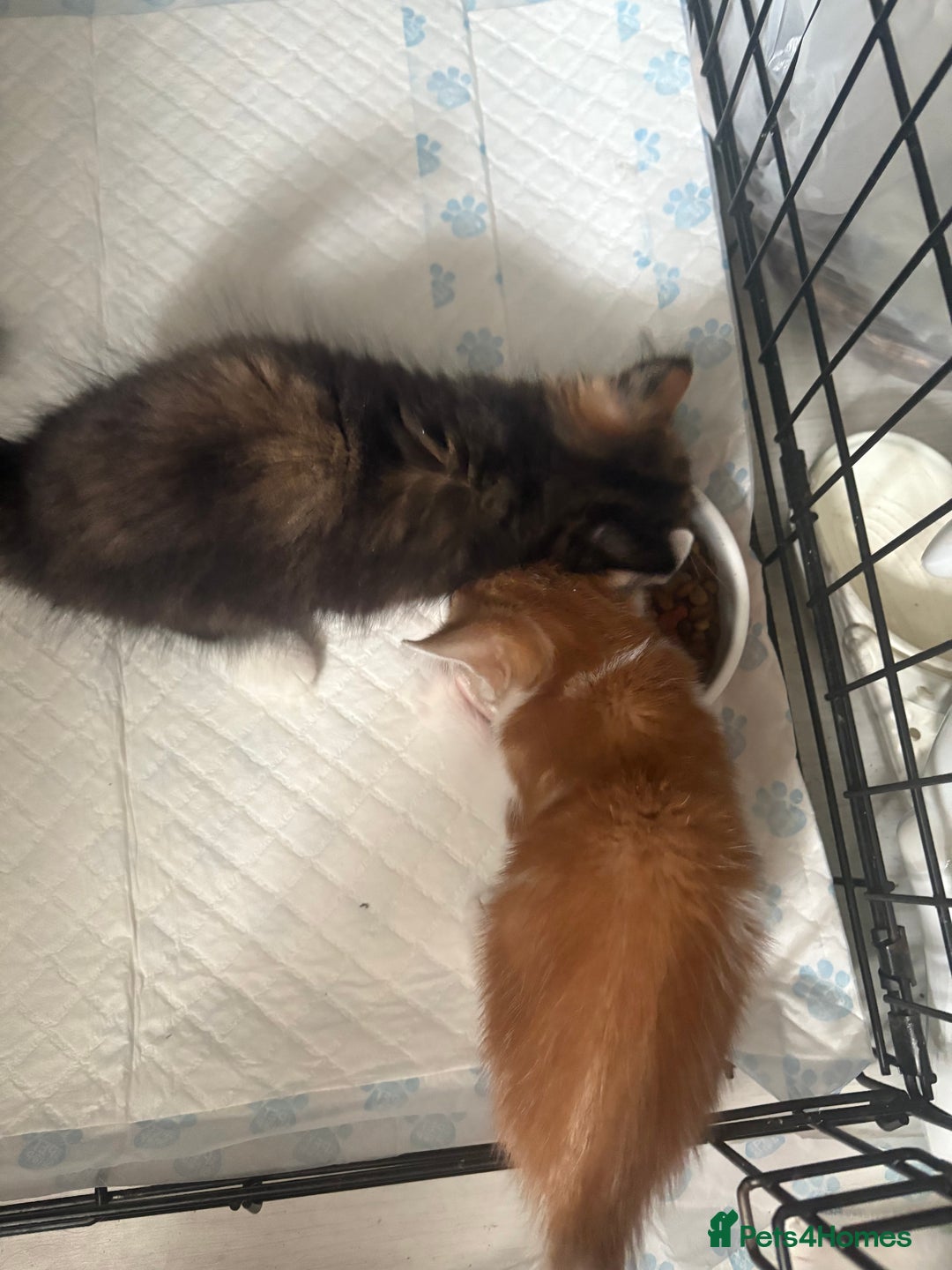 Mixed Breed cats for sale: Only 3 kittens left! - Image 30