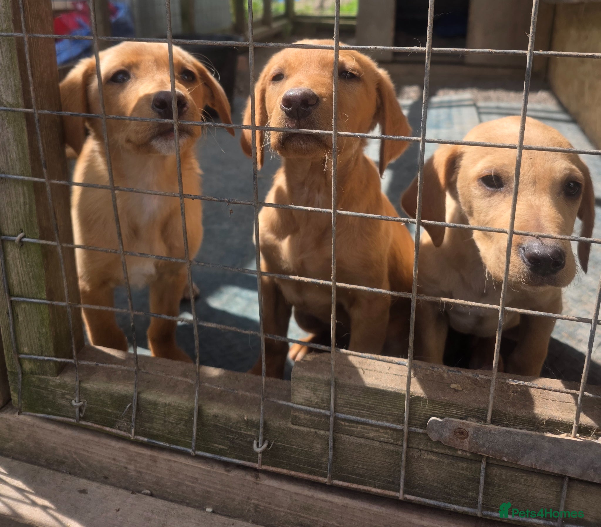 Mixed Breed dogs Red fox lab cross Puppies  - Advert 2