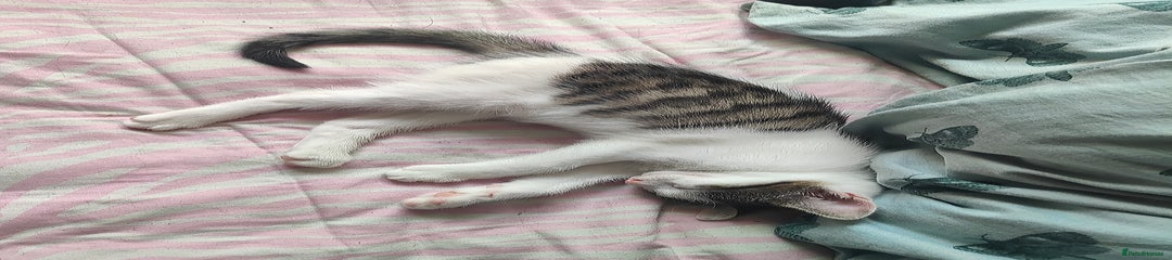 Mixed Breed Kitten 1