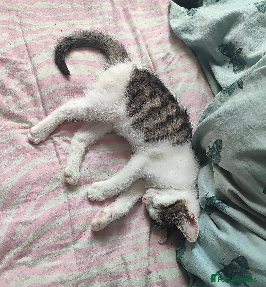 Mixed Breed cats for sale: Two kittens looking for a new home *please read ad - Image 1