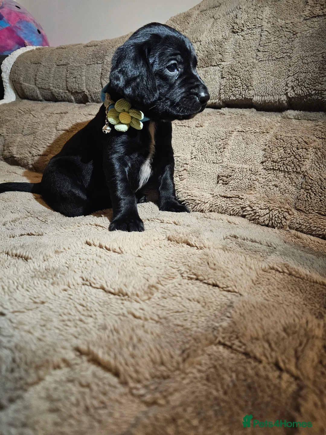 Cockerdor dogs for sale: Exceptional Cockerdor Puppies Ready from 15th May  - Advert 40