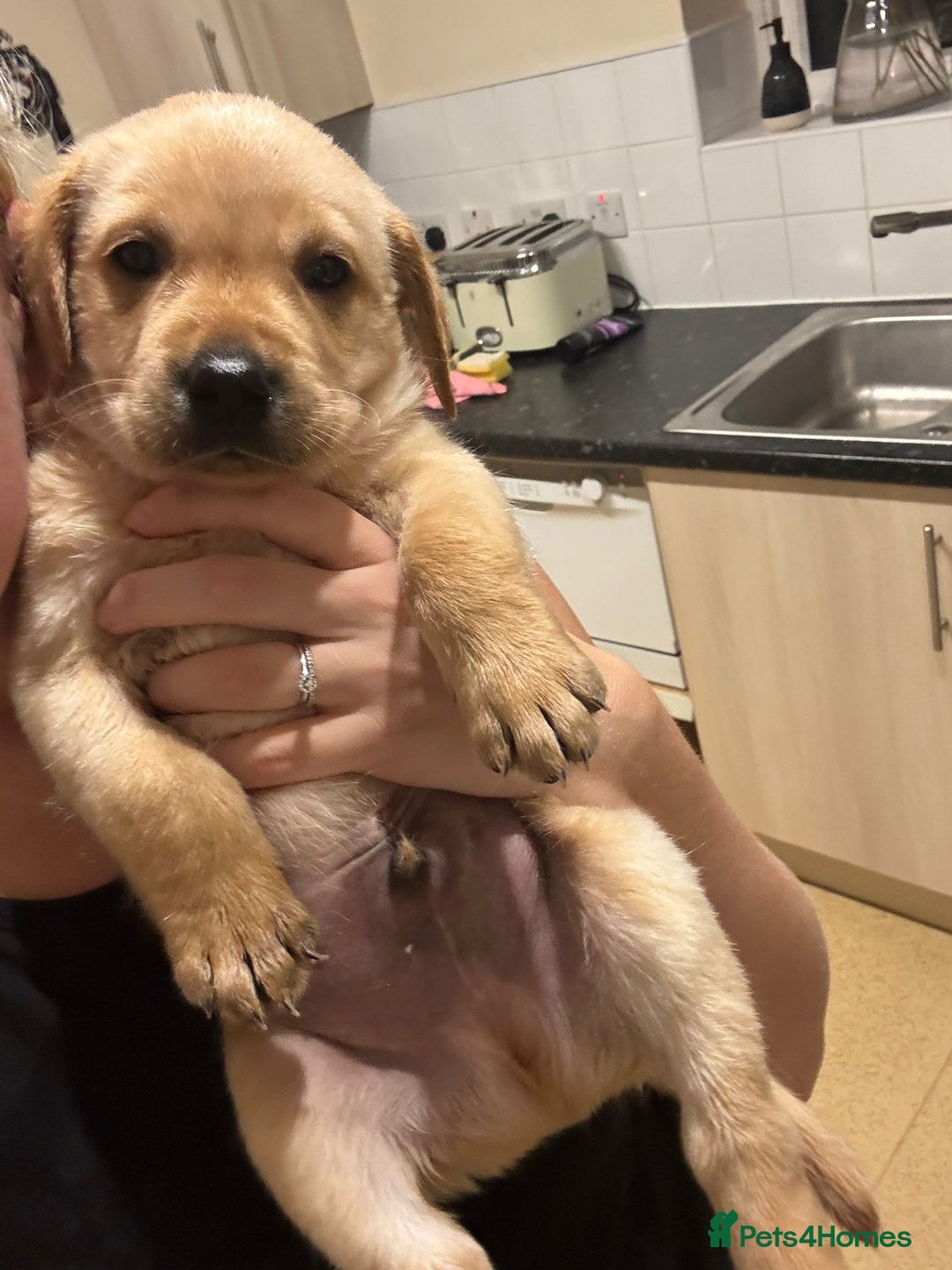Labrador Retriever dogs for sale: Home bred working Labrador puppies - Image 27