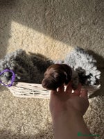 German Shorthaired Pointer dogs - Advert 2