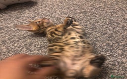 Bengal cats for sale: Bengals  - Image 15