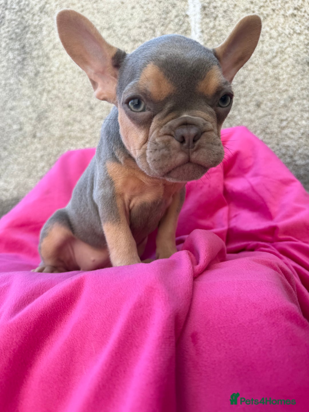 French Bulldog dogs for sale: 🔥READY TODAY Quality KC French Bulldog Puppies✨🔥 - Image 15