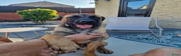 Mixed Breed dogs for sale: Bailey our 10 month old Mali X Cane - Advert 4