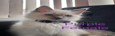 Purple Ragdoll 