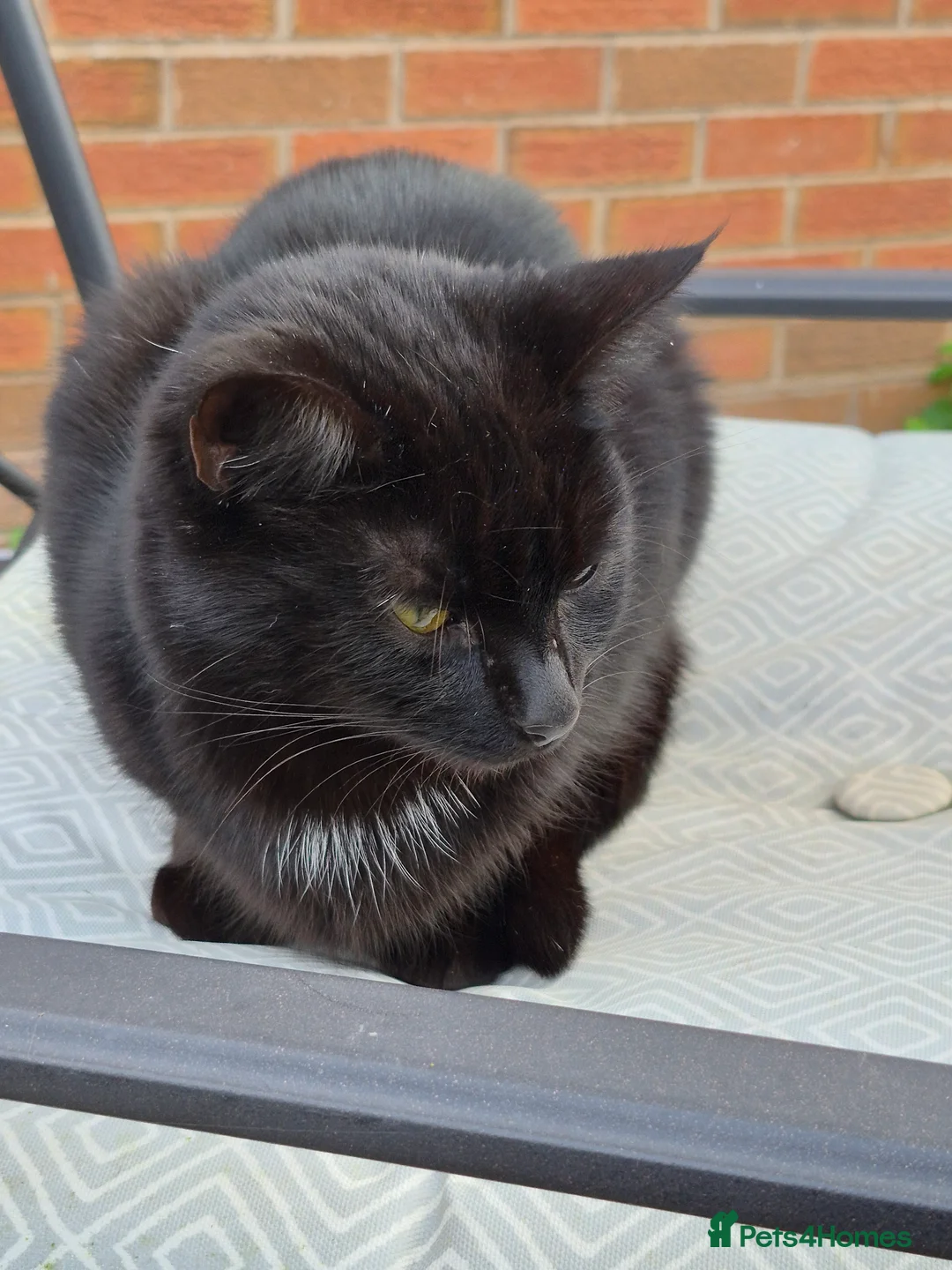 Mixed Breed cats for sale: Luna and Tiger in Bridgnorth - Advert 2
