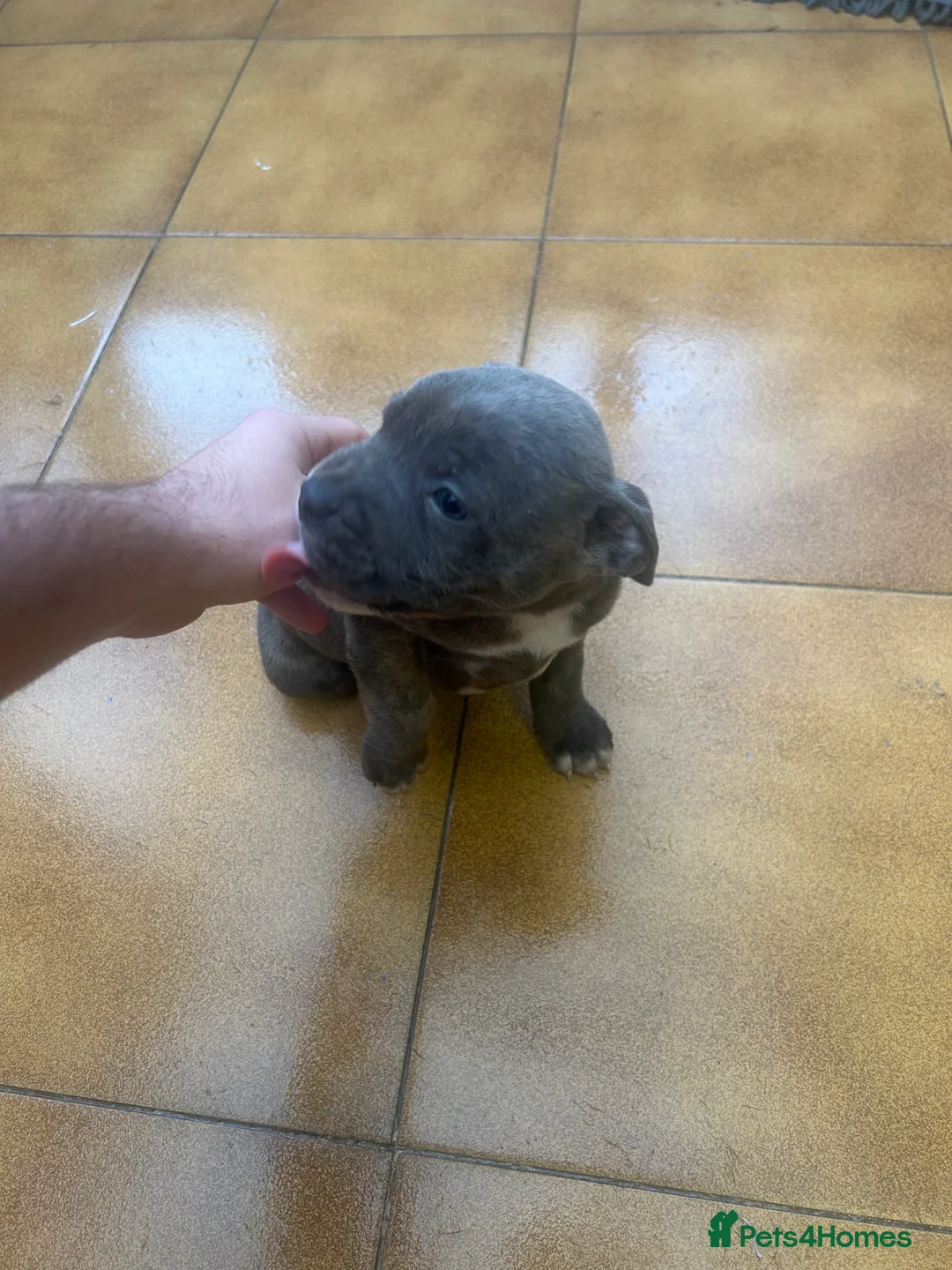 Staffordshire Bull Terrier dogs for sale: Adorable Blue-Eyed Grey Staffordshire Bull Terrier - Advert 11