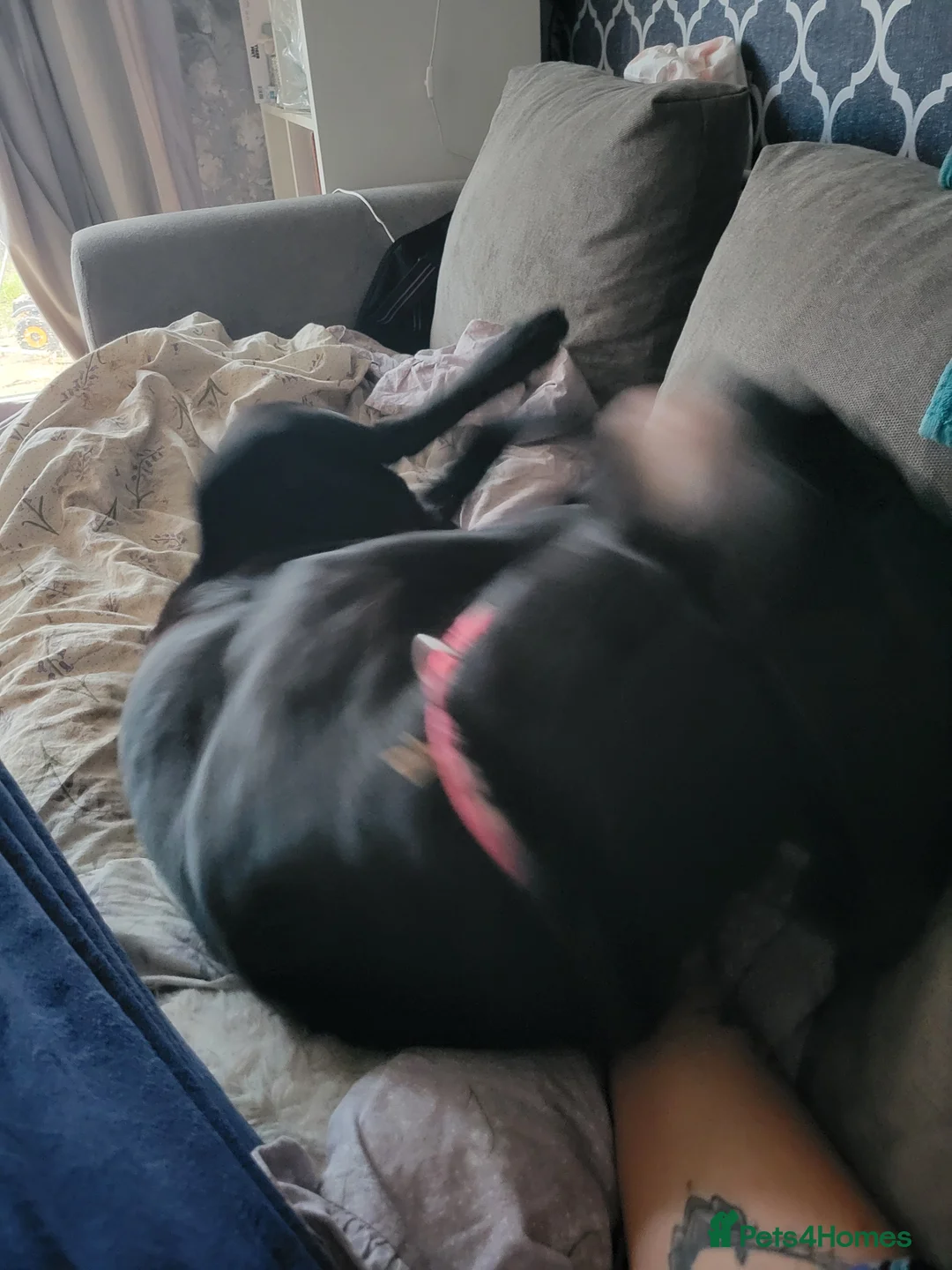 Labrador Retriever dogs for adoption: Black Labrador pup - Advert 5