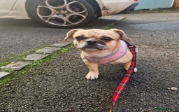 Puggle dogs for adoption: 💖🐶LOLA 2 -affectionate & sweet PugxFrenchie🐶💖 - Image 3