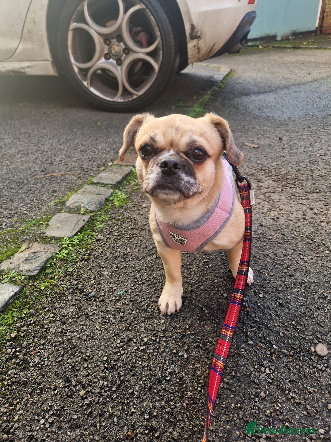 Puggle dogs for adoption: 💖🐶LOLA 2 -affectionate & sweet PugxFrenchie🐶💖 - Image 3