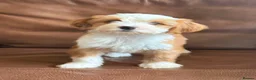 Tibetan Terrier dogs for sale: Beautiful Kc Registered Tibetan Terrier Puppies - Advert 19