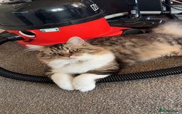 Mixed Breed cats for sale: 10 month old kitten - boy  - Image 1