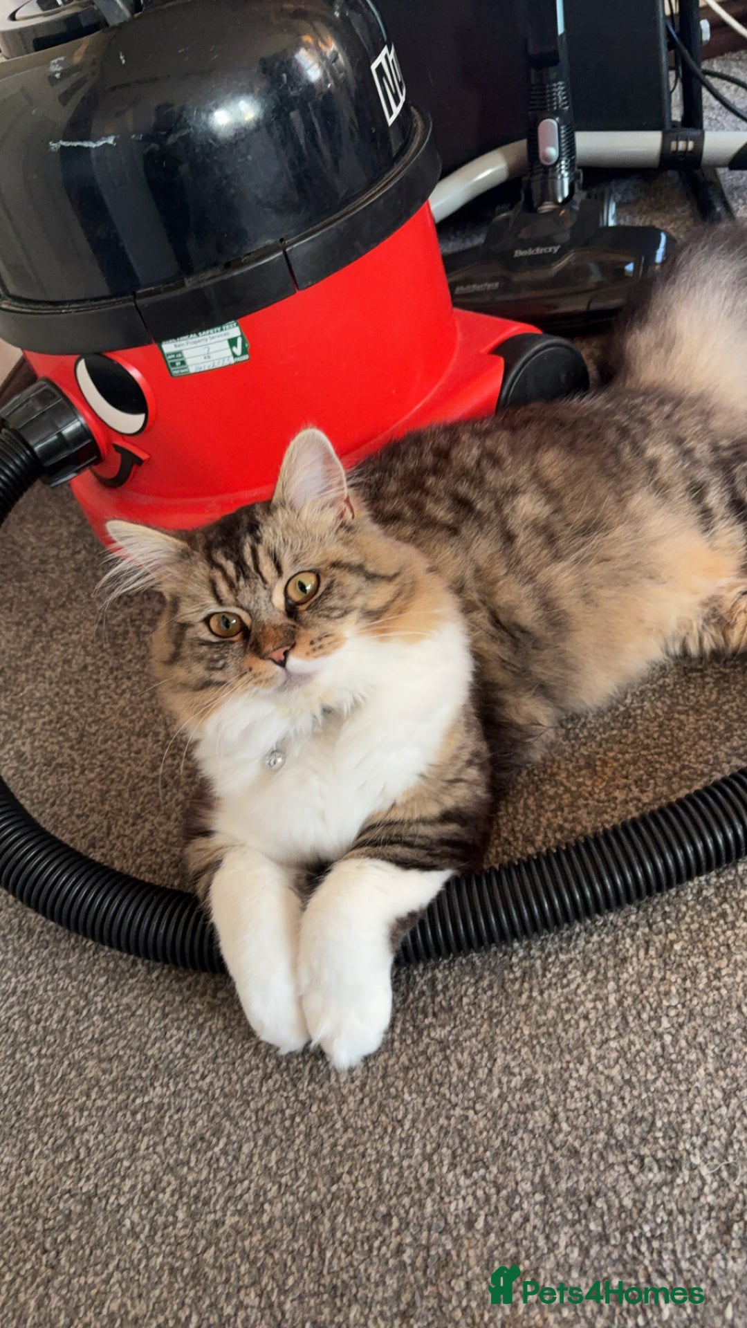 Mixed Breed cats for sale: 10 month old kitten - boy  - Image 1
