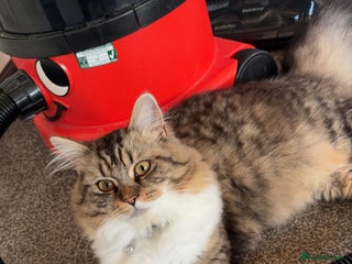 Mixed Breed cats - Advert 6