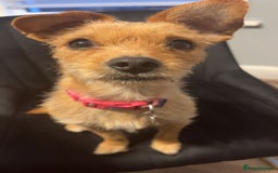 Jackapoo dogs for sale: Jackapoo - Advert 2