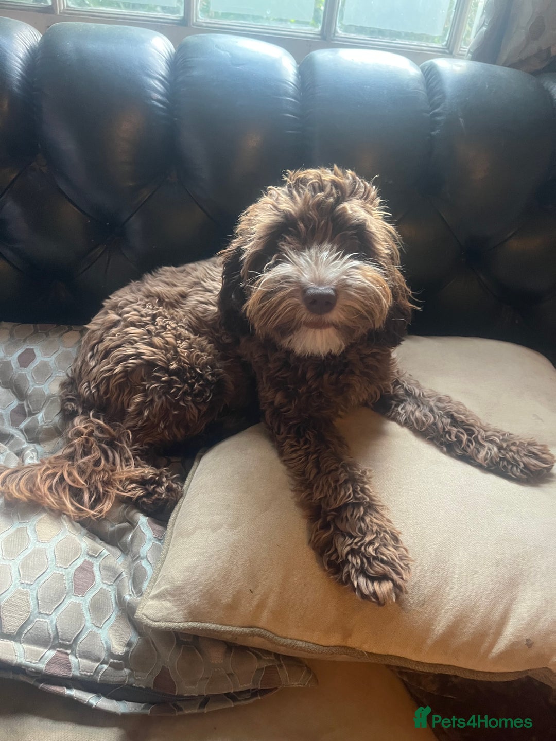 Cockapoo dogs for sale: Adorable Chocolate Cockapoos  - Image 8