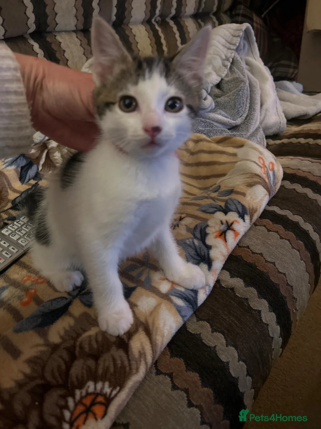 British Shorthair cats for sale: Friendly kittens looking for a good home  - Advert 2