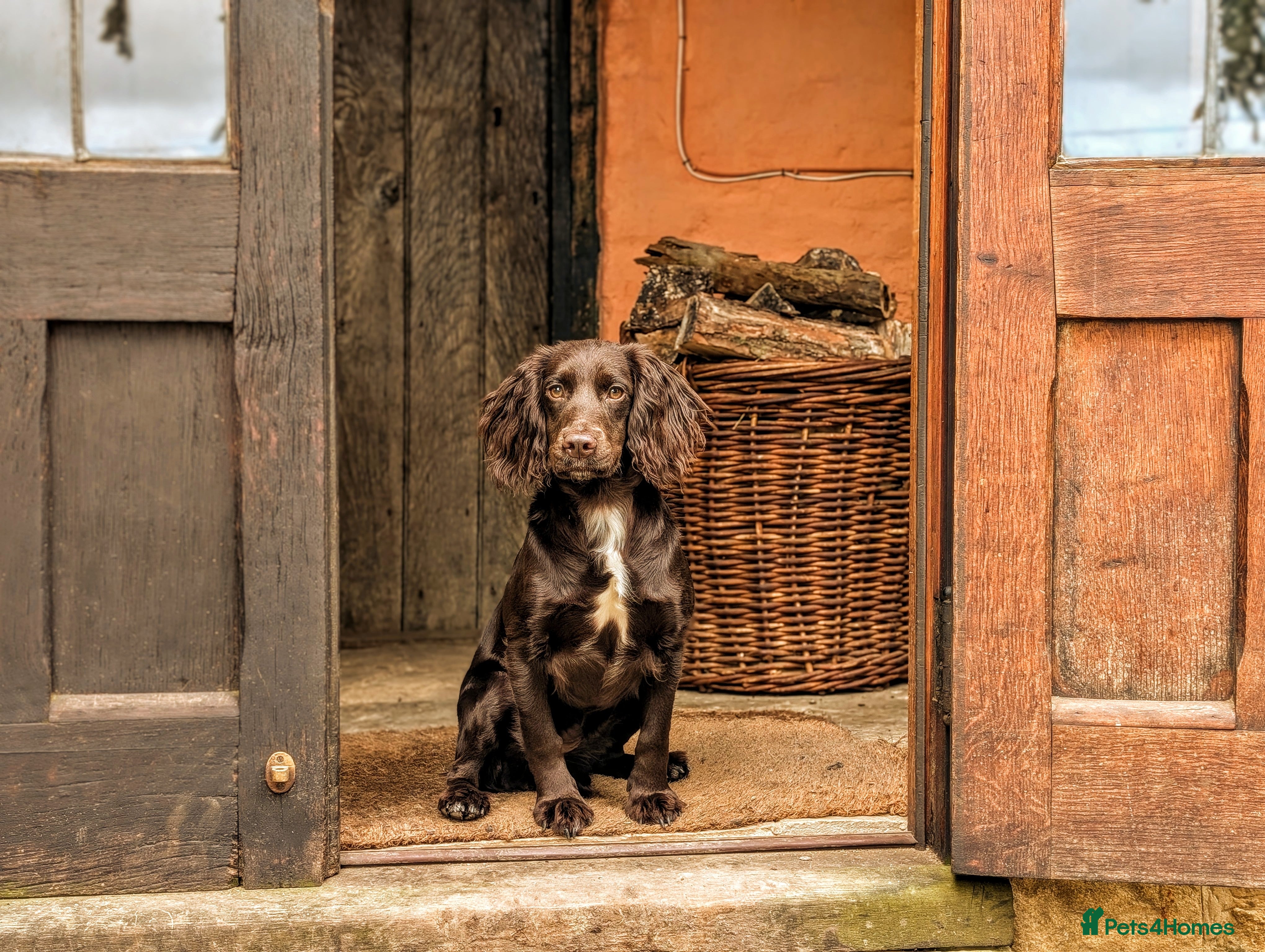 Cocker Spaniel dogs Sort hard to find - Advert 1