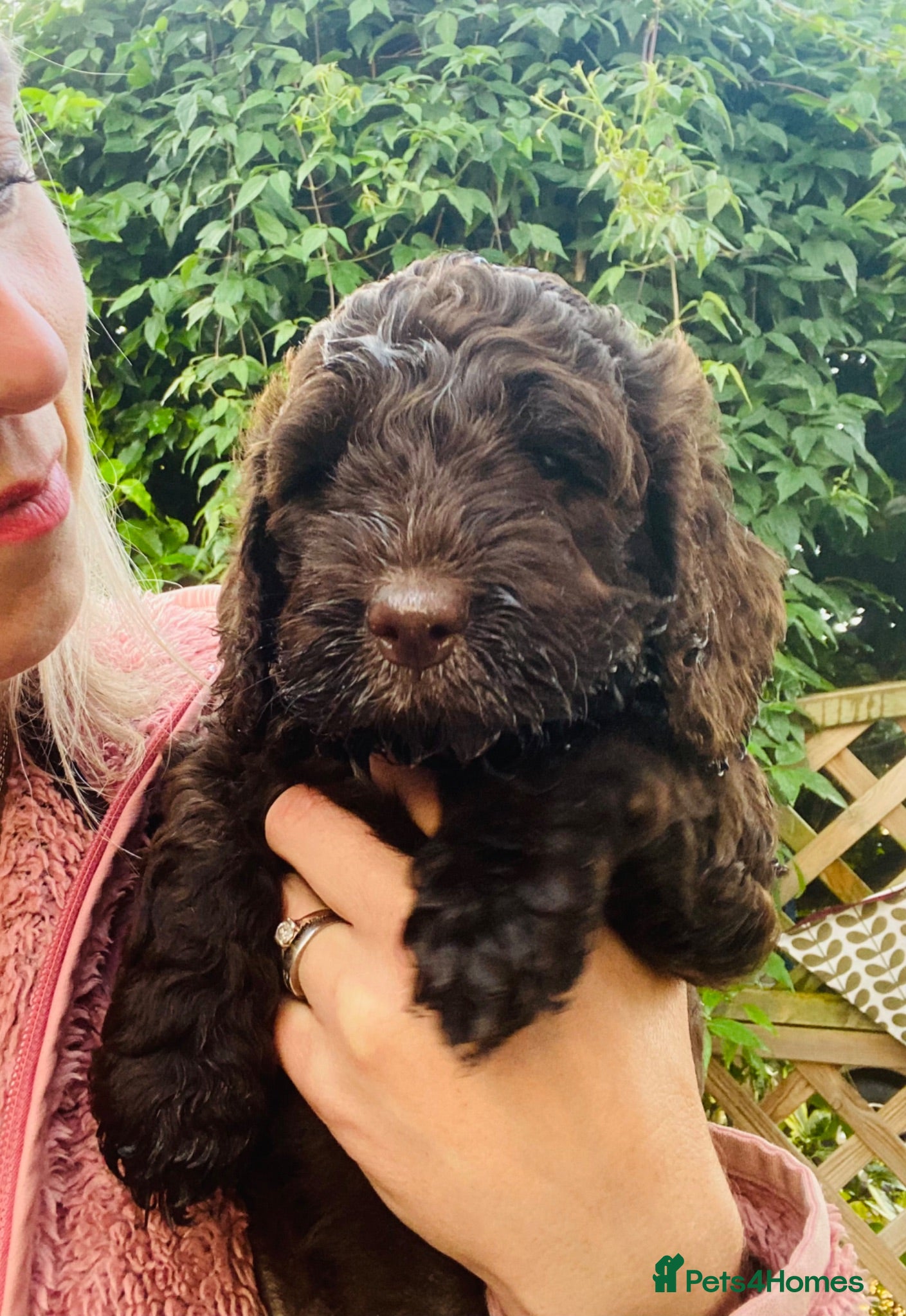 Cockapoo dogs Stunning Chocolate Show Cockapoo pups - Advert 4