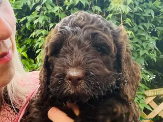 Cockapoo dogs Stunning Chocolate Show Cockapoo pups - Advert 4