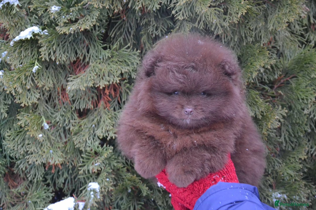 Pomeranian dogs for sale: Chocolate 😍🧸🤎✨ - Advert 2