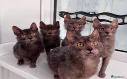 Lykoi cats for sale: Loving Lykoi lap kittens (open to offers) - Image 11